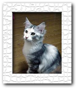 Photo (c) 1999 by Mamiko Iwata (Herbykatz Maine Coons)