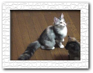 Photo (c) 1999 by Mamiko Iwata (Herbykatz Maine Coons)