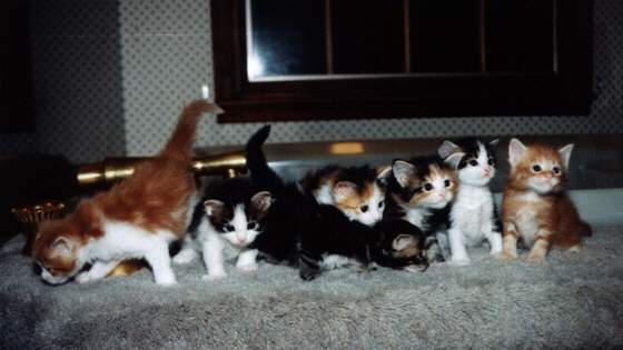 Hoppy's kittens at 4 weeks