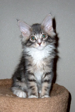 Photo (c) 2004 by Woodpile Maine Coons. All rights reserved.