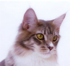 Photo (c) 2005 by Tetsu. All rights reserved.