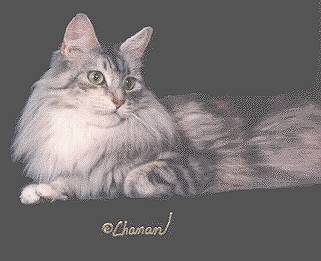 Photo copyright (c) 1991 by Chanan. All rights reserved.