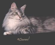 CH Pinecoon's Long Tall Sally