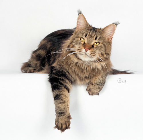 Gracie at six years. Photo by Gus Sanderson 2009; all rights reserved.