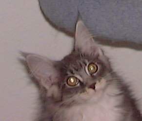 Photo by Betsy Tinney (c) 2001. All rights reserved.