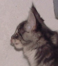 Photo by Betsy Tinney (c) 2001. All rights reserved.