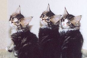 Lindy's Kittens