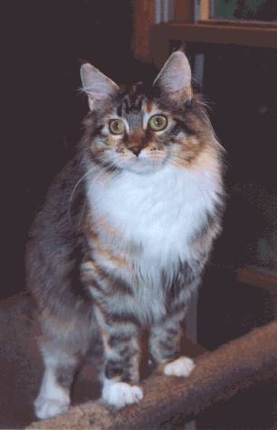 Lily