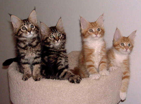Photo (c) 1999 by Betsy Tinney