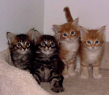 Photo (c) 1999 by Betsy Tinney